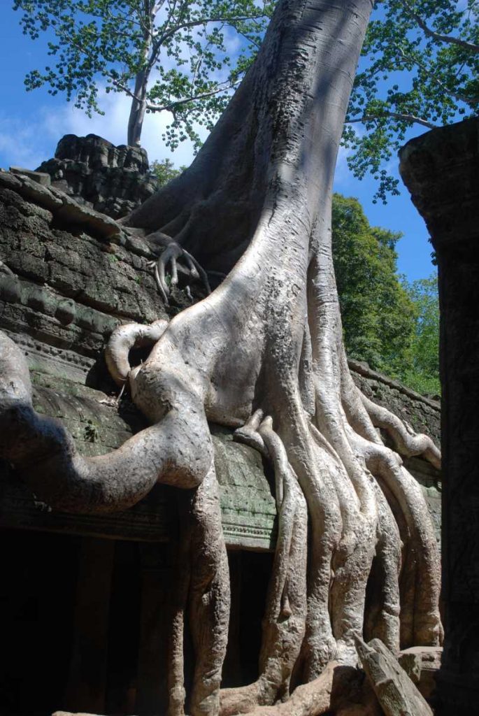 Cambodge - Angkor - Le temple de Ta Prohm et ses figuiers.