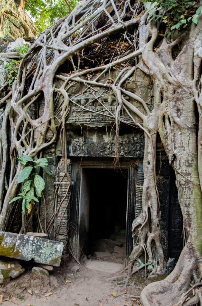 Cambodge - Angkor - Ruines du temple de Ta Prohm