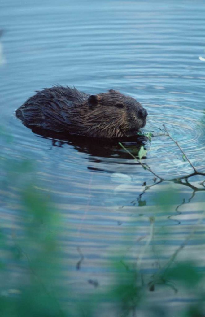 Canada Québec Saguenay - Castor