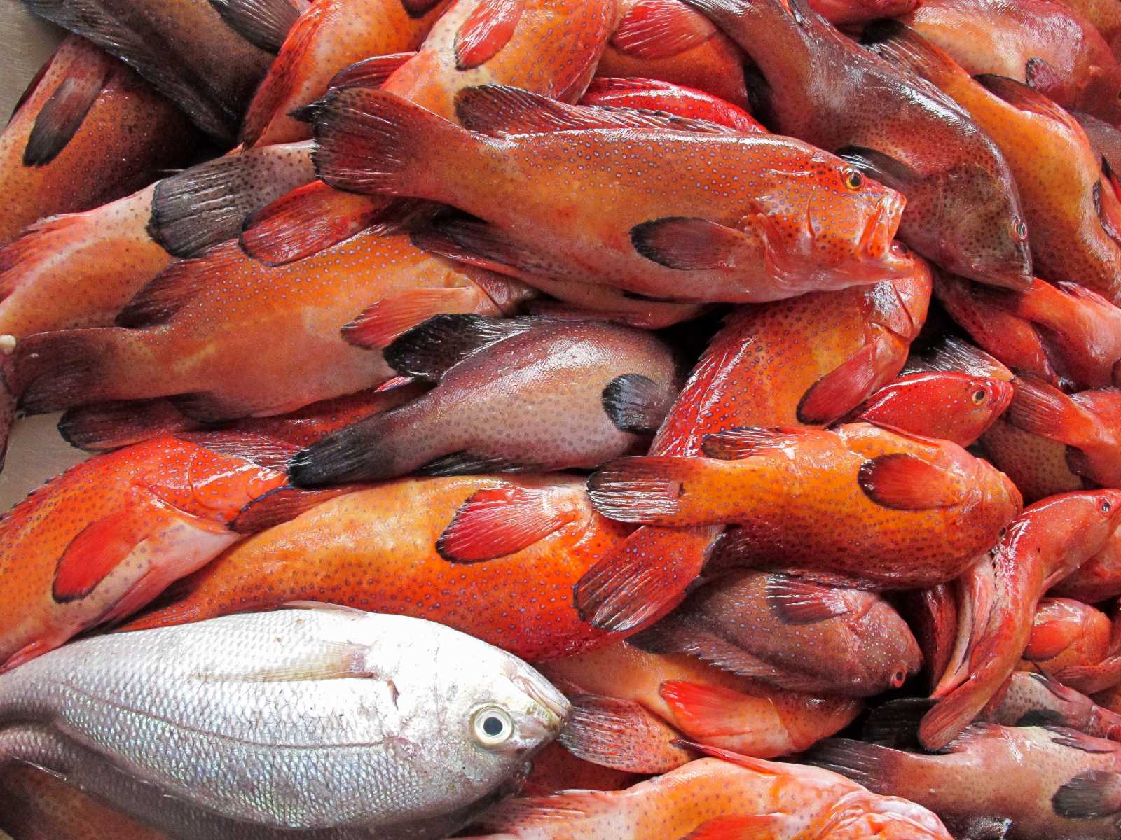 Cap-Vert - Pêche du jour au marché aux poissons de Mindelo