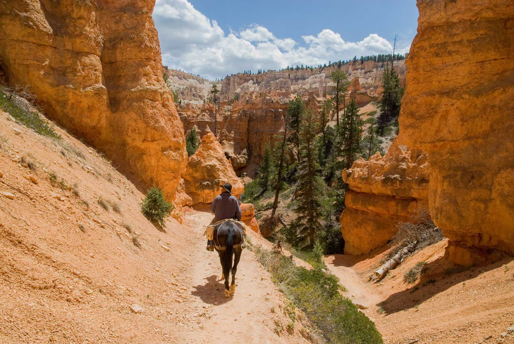 Etats-unis - Parcs de l'Utah - Les cheminées de fée de Bryce Canyon doivent leur couleur rouge aux oxydes de fer déposés il y a 50 millions d’années au fond d’un ancien lac d’eau salé.