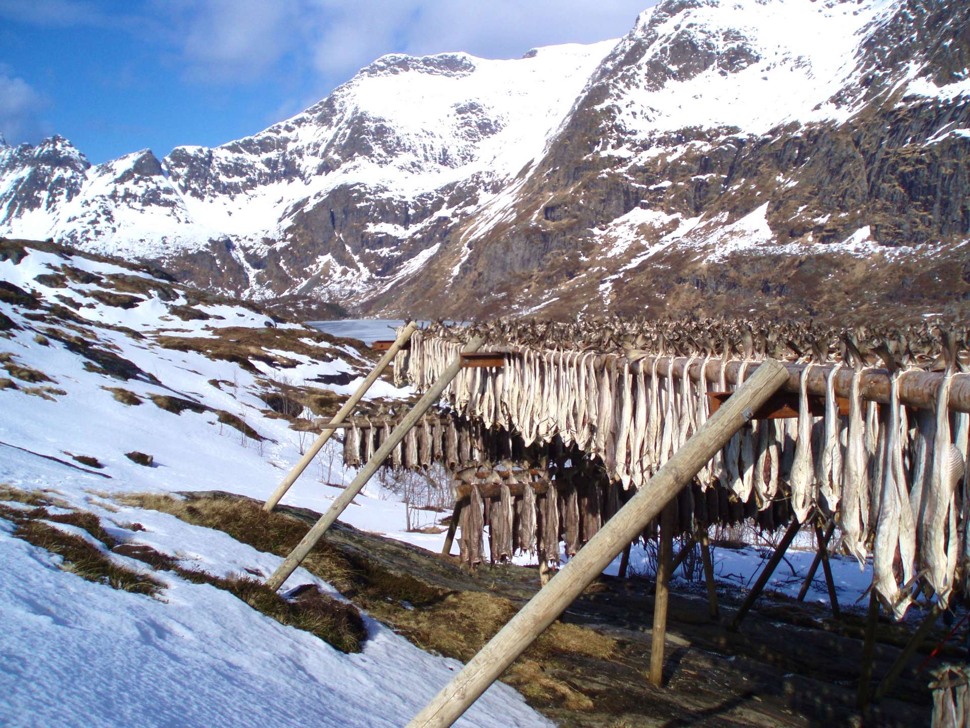 Norvège - Iles Lofoten - Morue Séchée