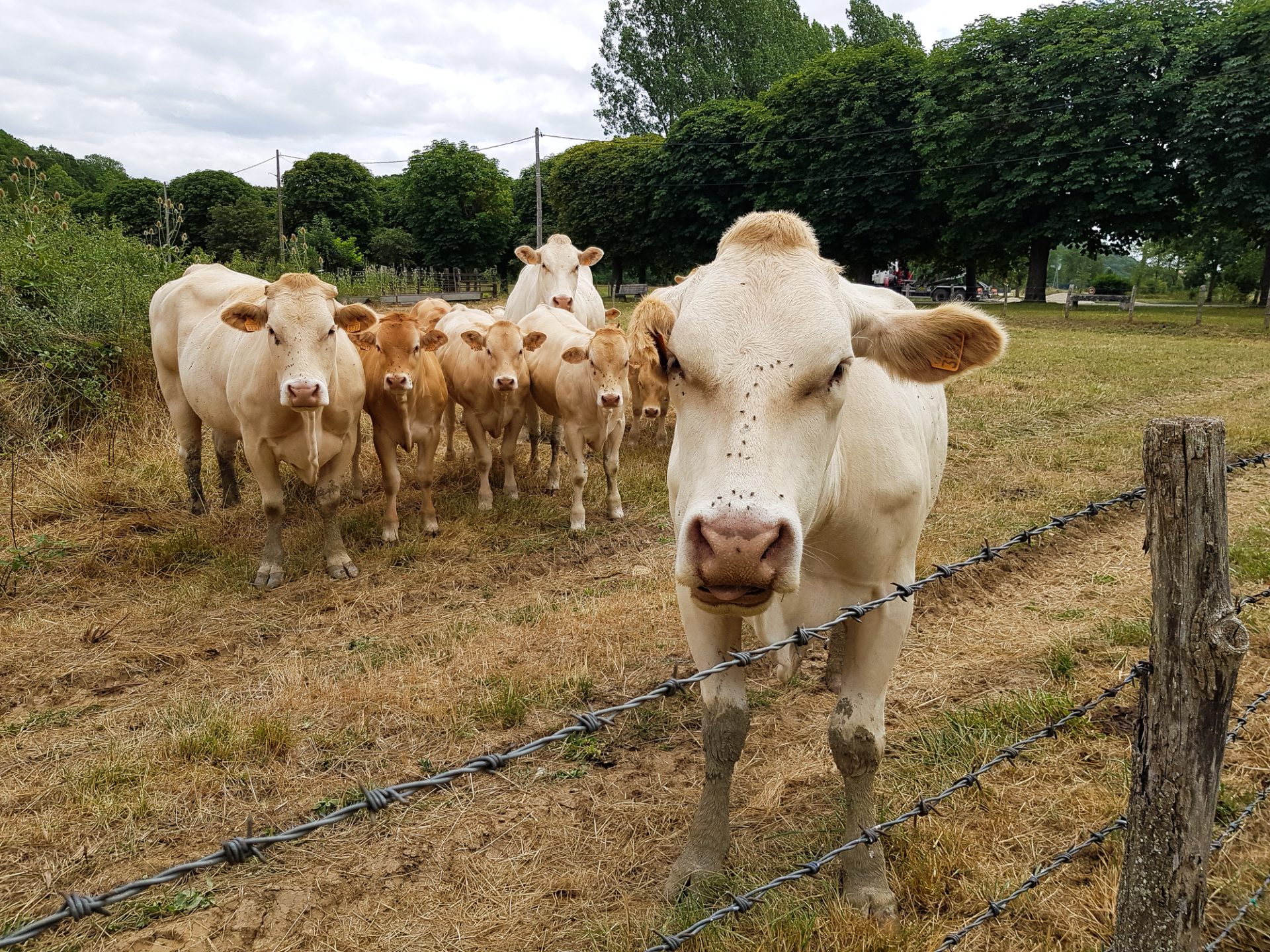bourgogne-yonne-cry-sur-armancon-vaches-charolaises-groupe-samsung