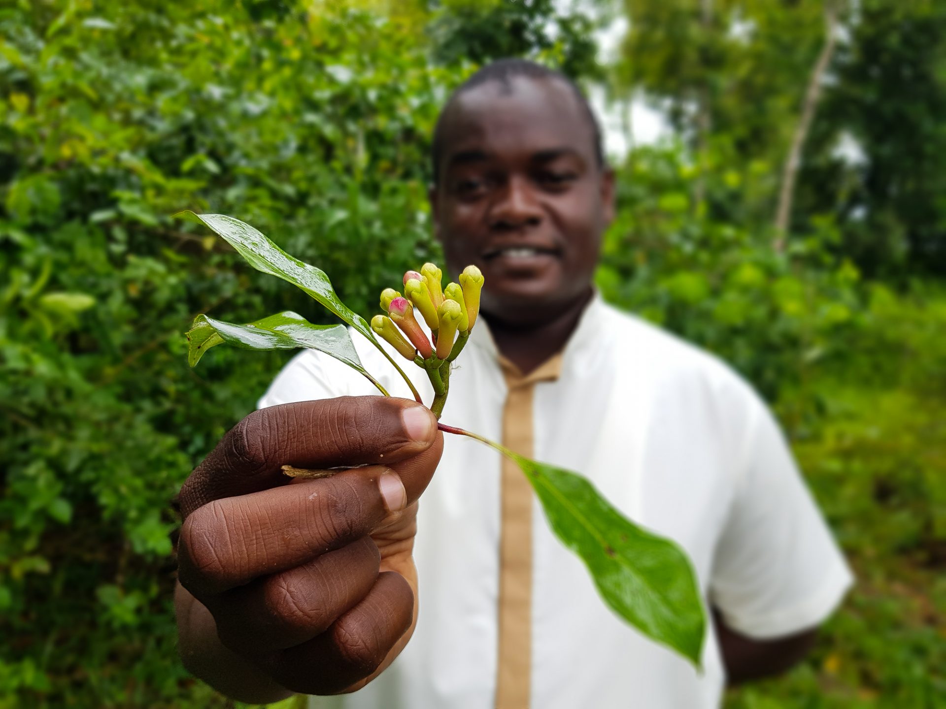 zanzibar-jardin-de-kimbani-clou-de-girofle-personnage