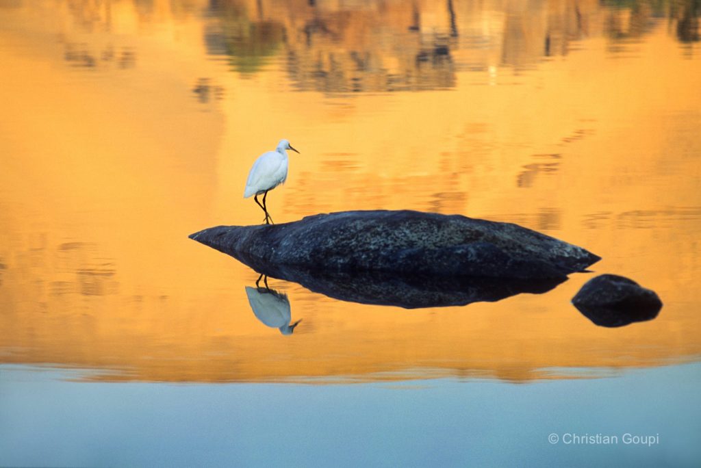 egypte-assouan-nil-heron-gardeboeuf-photo-christian-goupi
