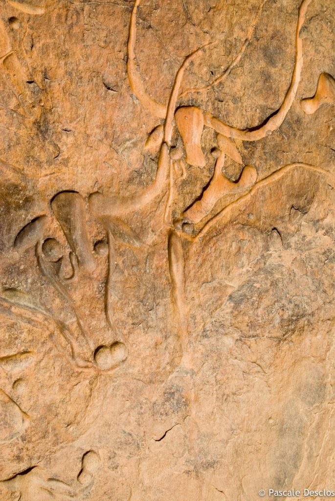 Gravure rupestre La vache qui pleure, néolithique, dans le parc national du Tassili N'Ajjer, sud Algérie