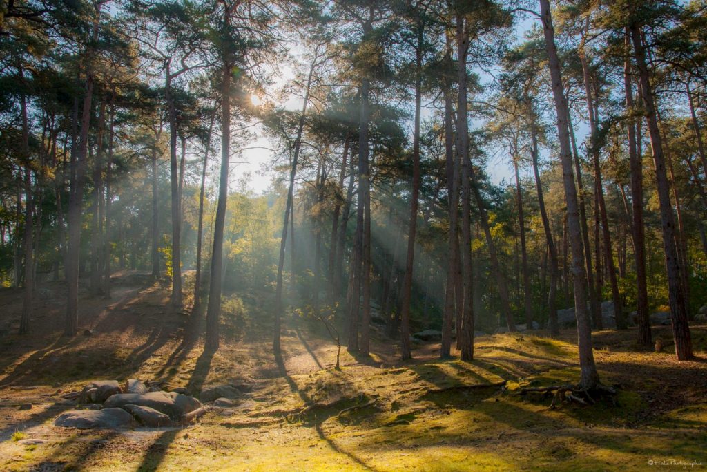Lumière sous les pins en forêt de Fontainebleau